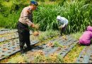Jelang Galungan-Kuningan, Polairud Bangli Pantau Ketahanan Pangan Petani Danau Jelang Galungan-Kuningan, Polairud Bangli Pantau Ketahanan Pangan Petani Danau