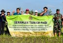Desa Guwang Dorong Pertanian Organik, Gerakan Tanam Padi  Tingkatkan Produksi dan Kesejahteraan Petani