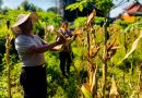 Polres Bangli Panen Jagung Kuartal III, Dukung Program Ketahanan Pangan Asta Cita 2026