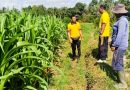 Menjelang Panen, Polsek Abiansemal Kawal 10 Hektare Jagung di Subak Tabah