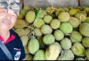 Binaan YTII Berbuah Hasil, Peternak Klungkung Panen Lele Dan Petani Karangasem Panen Durian