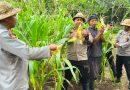 Panen Jagung Kwartal IV Tahun 2026 Dipimpin Kapolsek Kediri Di Banjar Tenten